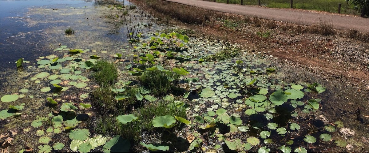 A river with lily pads and a dirt path alongside.