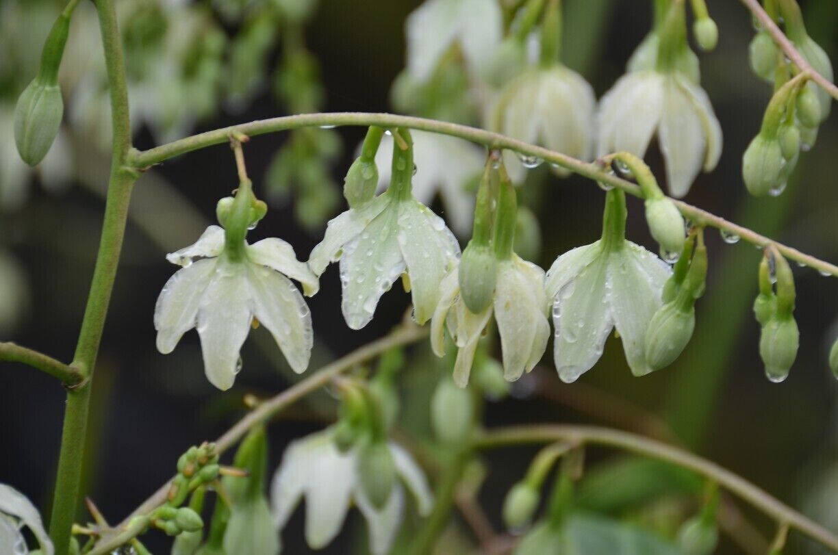Bells ringing in the rain.
