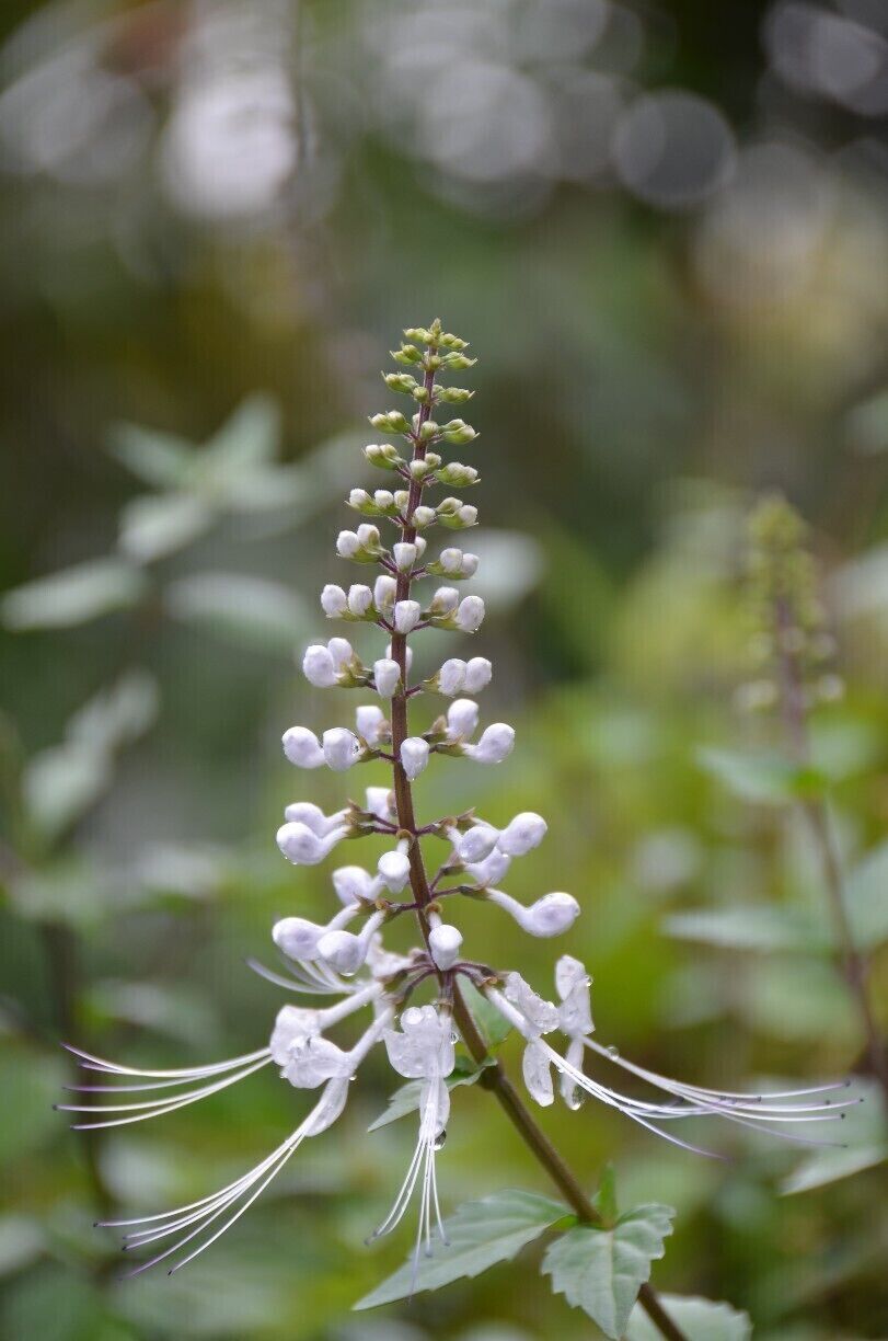 Flower after the rain!
