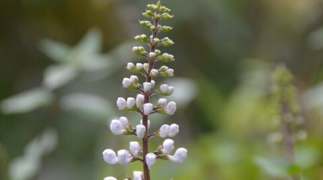 Flower after the rain!