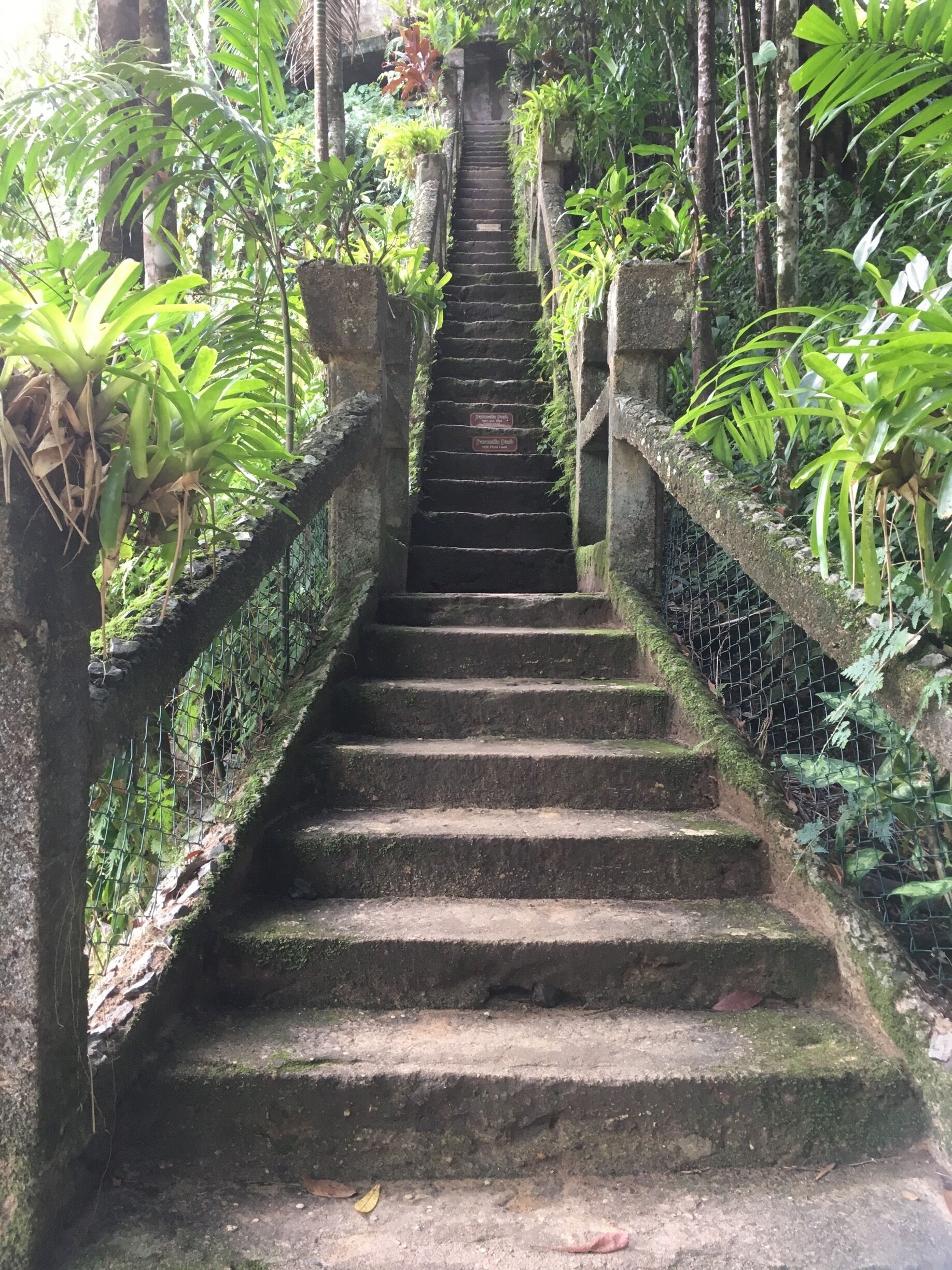Tall stairway leading to the pond at paronella Park. Built by Jose the man with a dream.who made the park his home and built everything in it. Well worth a visit if you’re in Queensland 