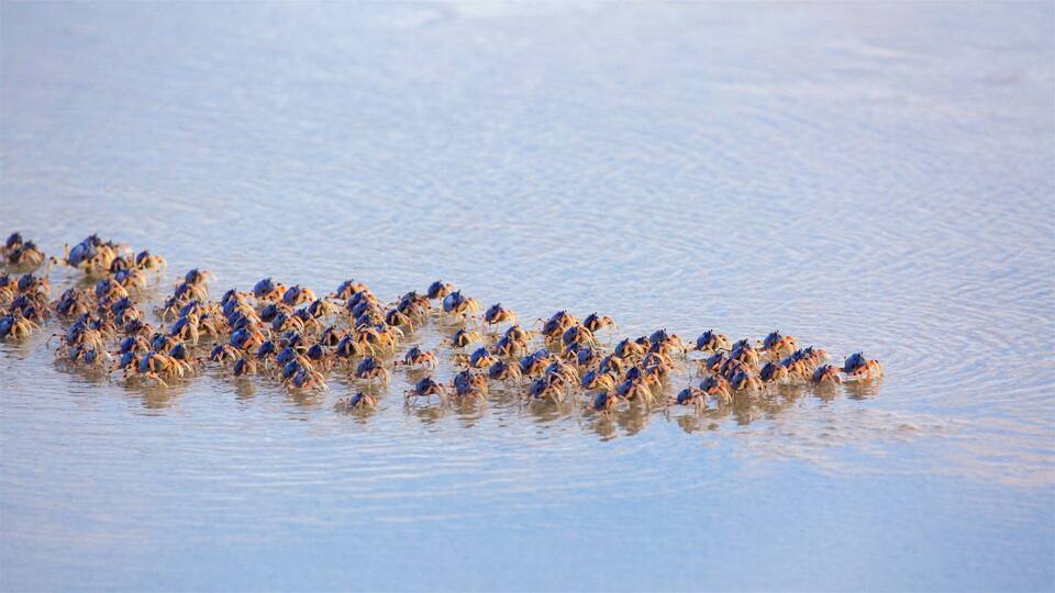 A large group of blue-footed boobies on a sandy beach.