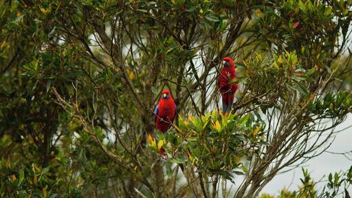 Parrots in the bush.