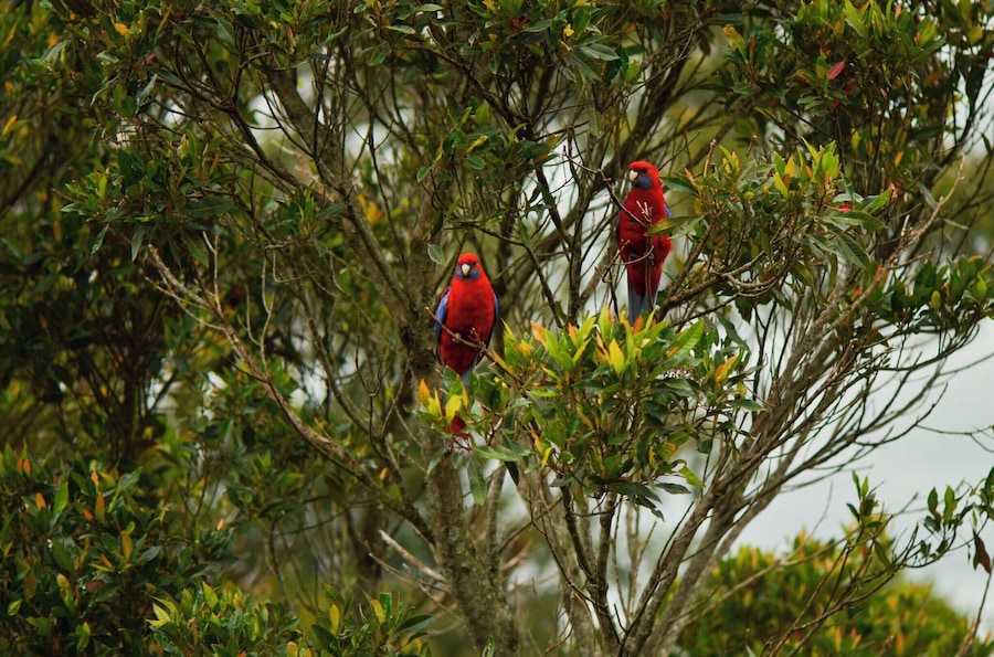 Parrots in the bush.