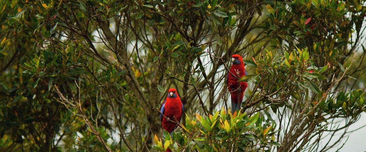 Two red birds perched on a tree with dense foliage.