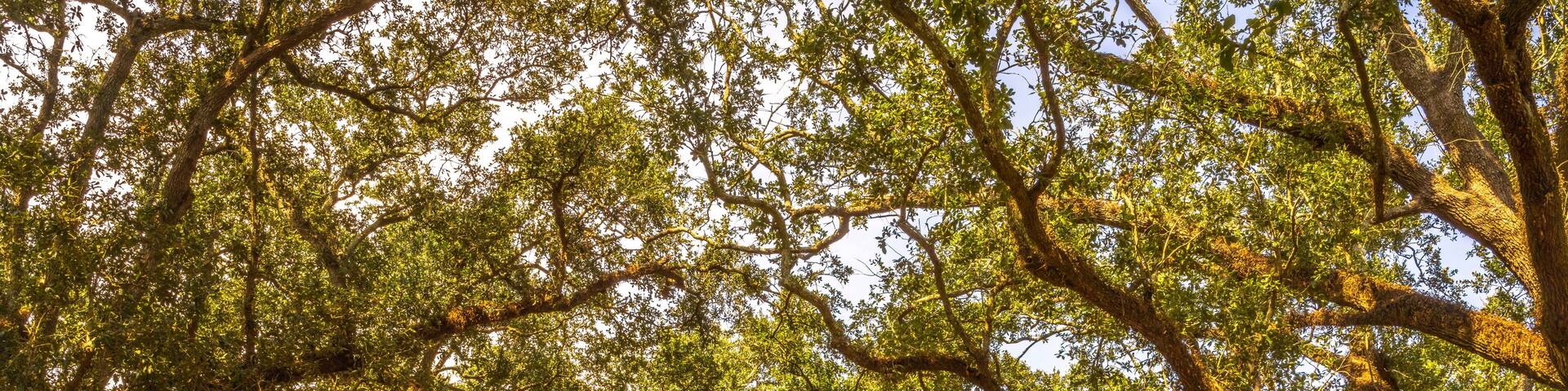 Out Buildings Houses Oak Trees Oak Alley Plantation House Saint James Parish Louisiana