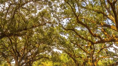 Out Buildings Houses Oak Trees Oak Alley Plantation House Saint James Parish Louisiana