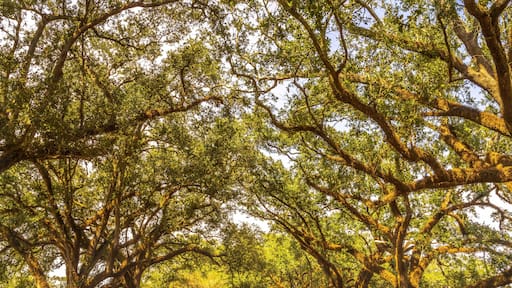 Out Buildings Houses Oak Trees Oak Alley Plantation House Saint James Parish Louisiana