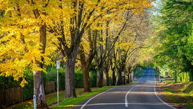 Autumn colours in Mount Macedon, Victoria, Australia