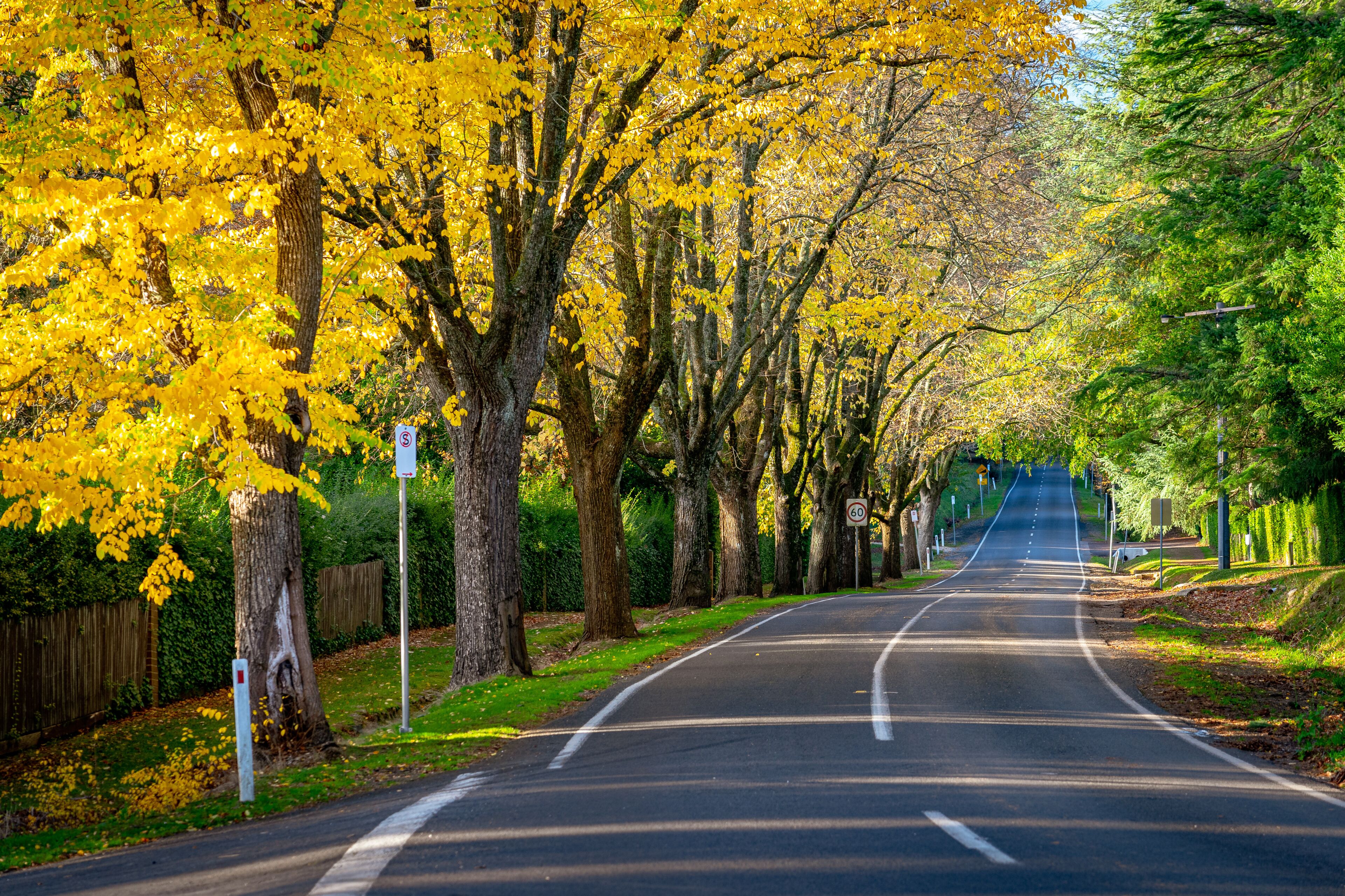 A tree-lined road with yellow foliage, speed limit signs, and a clear sky.