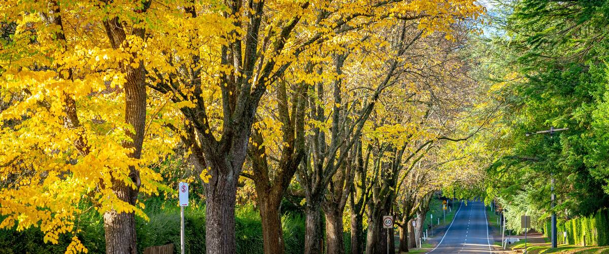 A tree-lined road with yellow foliage, speed limit signs, and a clear sky.