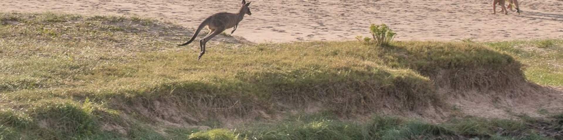 A really cool caravan park right on the beach and where the Kangaroos run free.