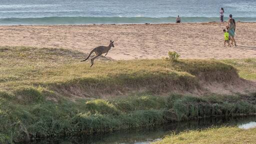 A really cool caravan park right on the beach and where the Kangaroos run free.