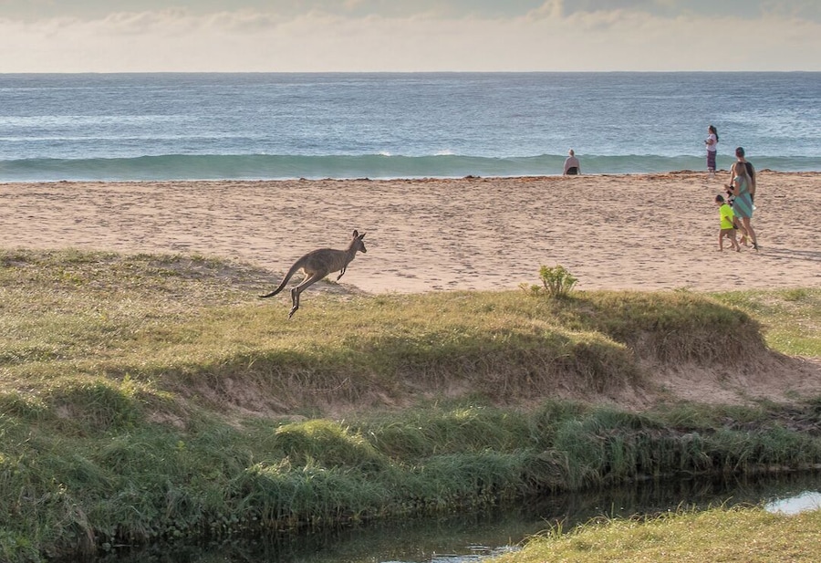 A really cool caravan park right on the beach and where the Kangaroos run free.