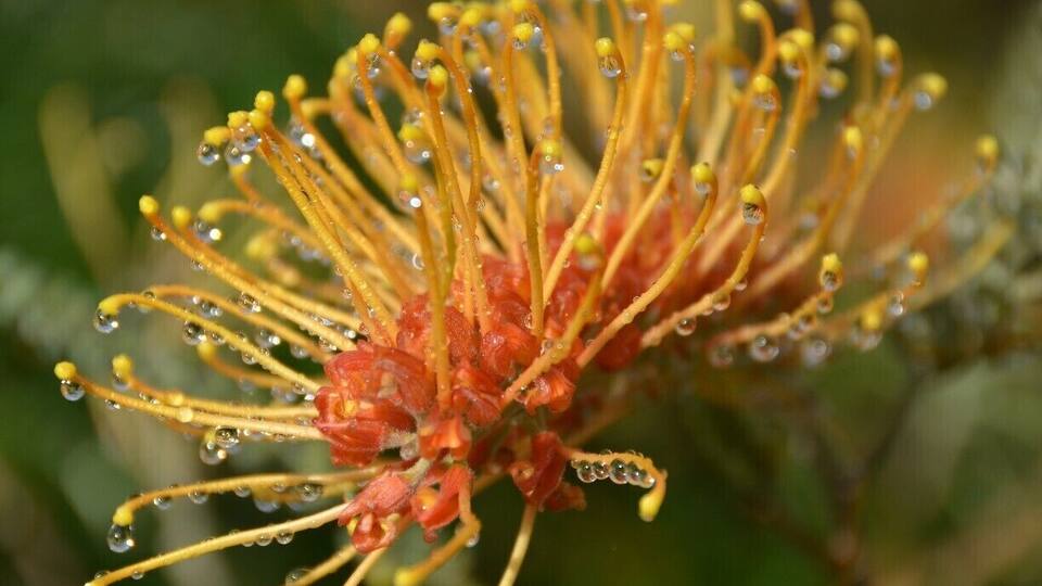 Bottle Brush, Australian native flower.