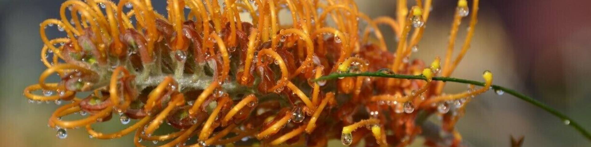 Bottle Brush, Australian native flower.