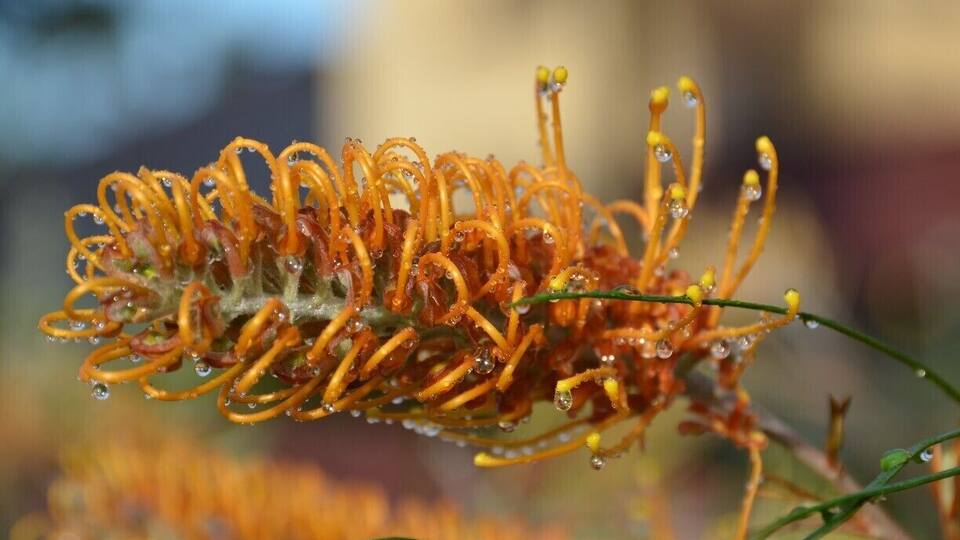 Bottle Brush, Australian native flower.