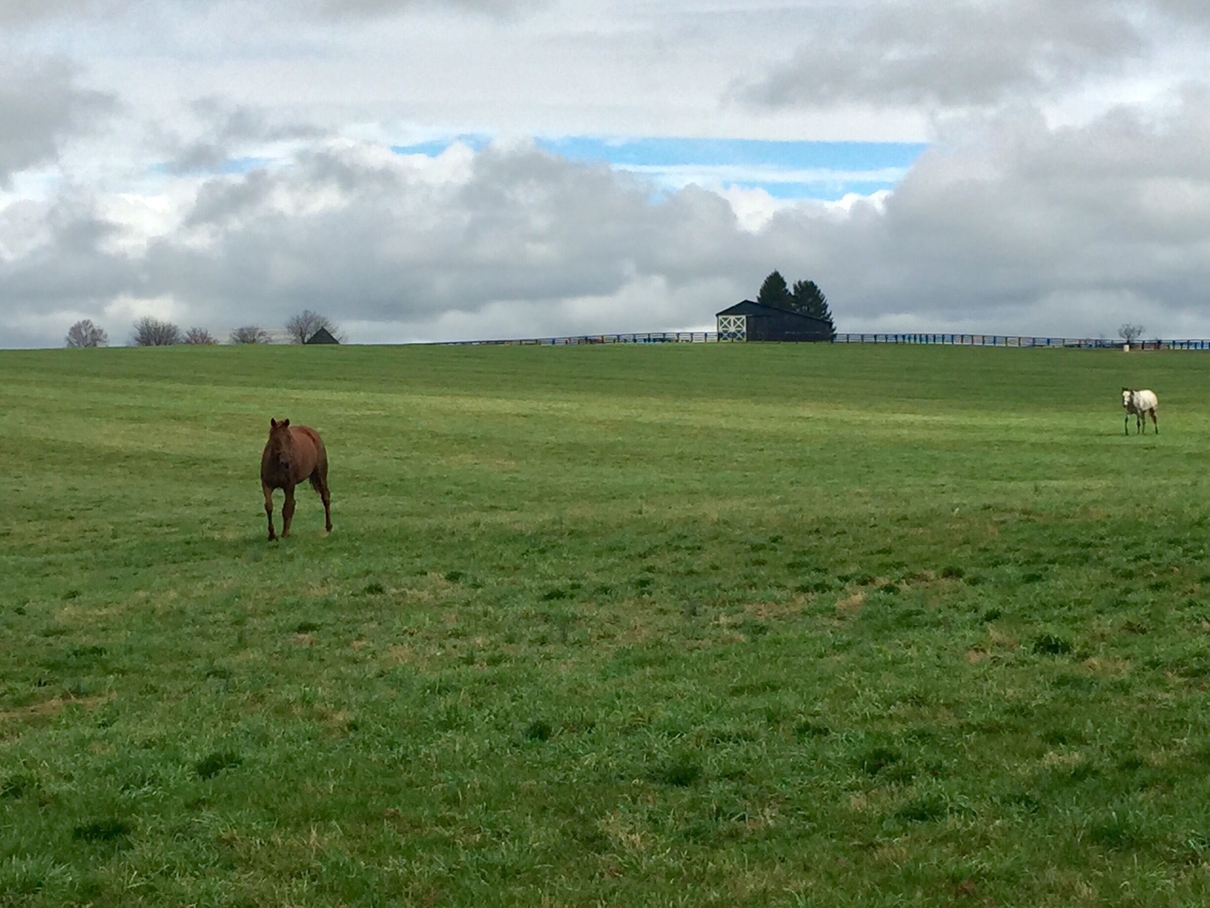 Sunday morning drives down the Kentucky Scenic path is a must do for everyone. 
#HorseCapitaloftheWorld 