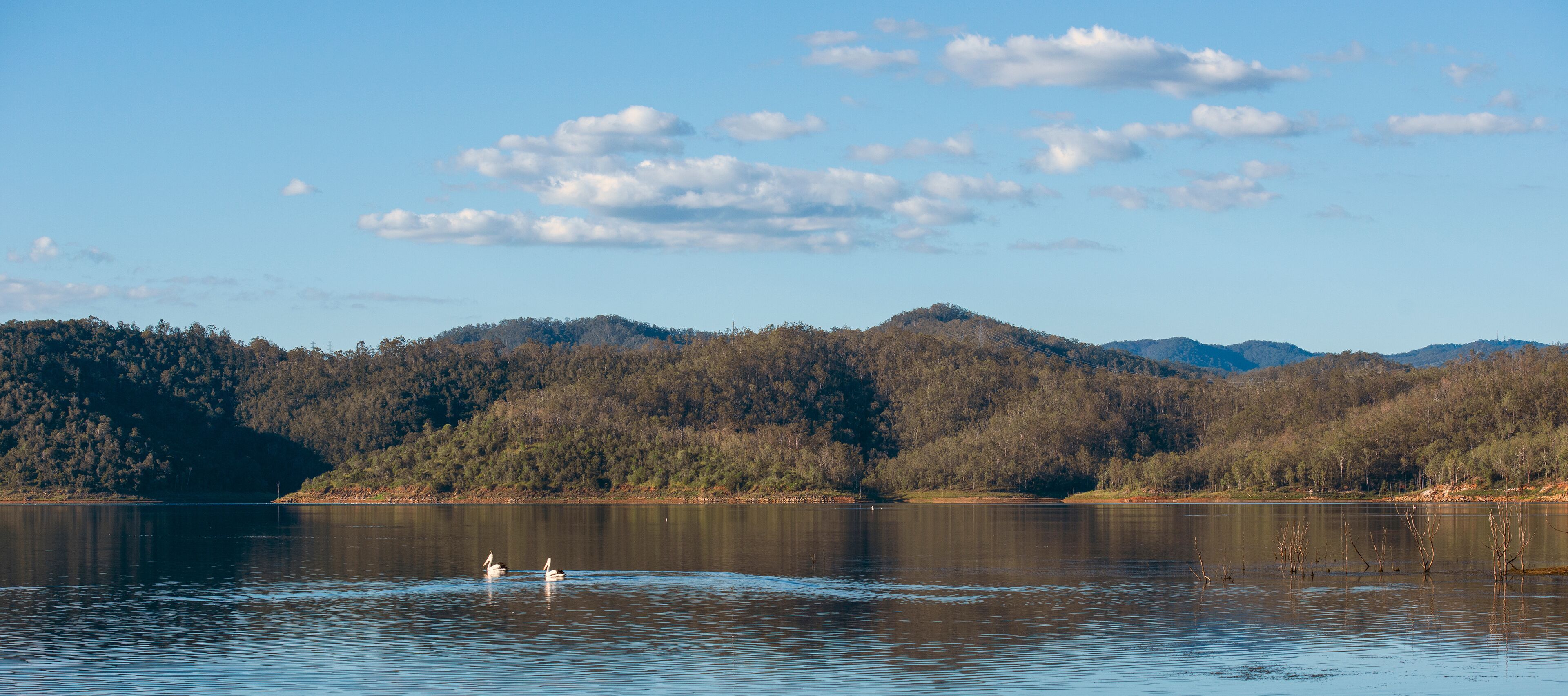 A calm lake with swans, surrounded by forested hills and a clear sky.