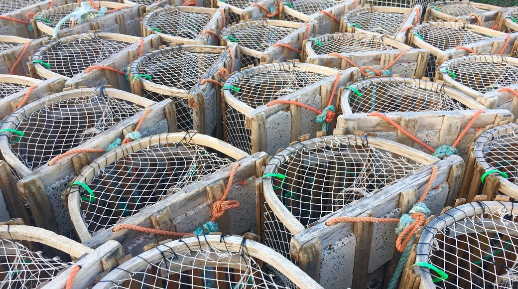 Lobster traps