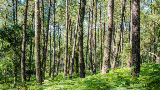magnificent landscapes of the Landes forest in the south west of France