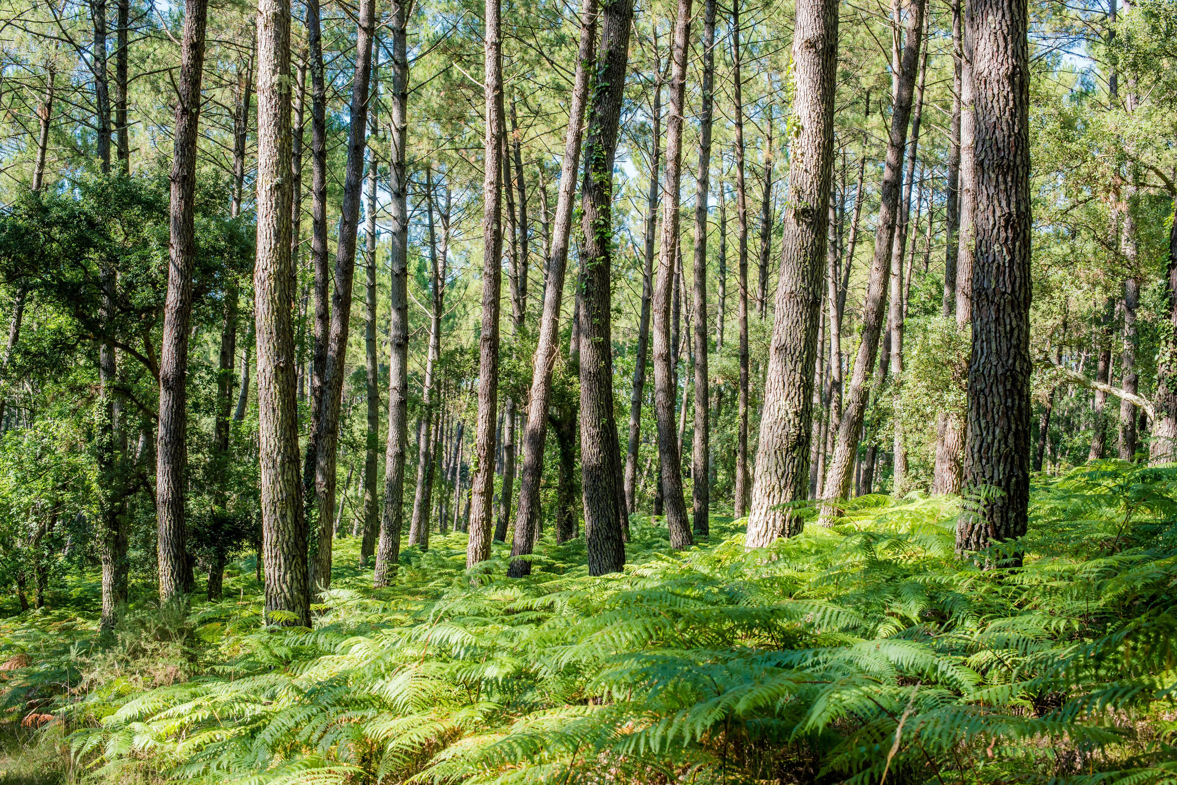A dense forest with tall trees and lush green ferns.