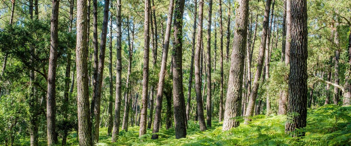 A dense forest with tall trees and lush green ferns.