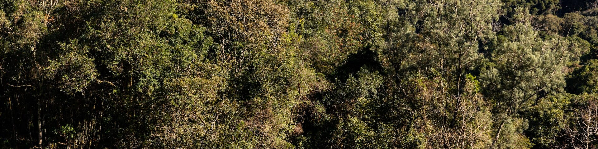 Small village with Forest, mountains and valley