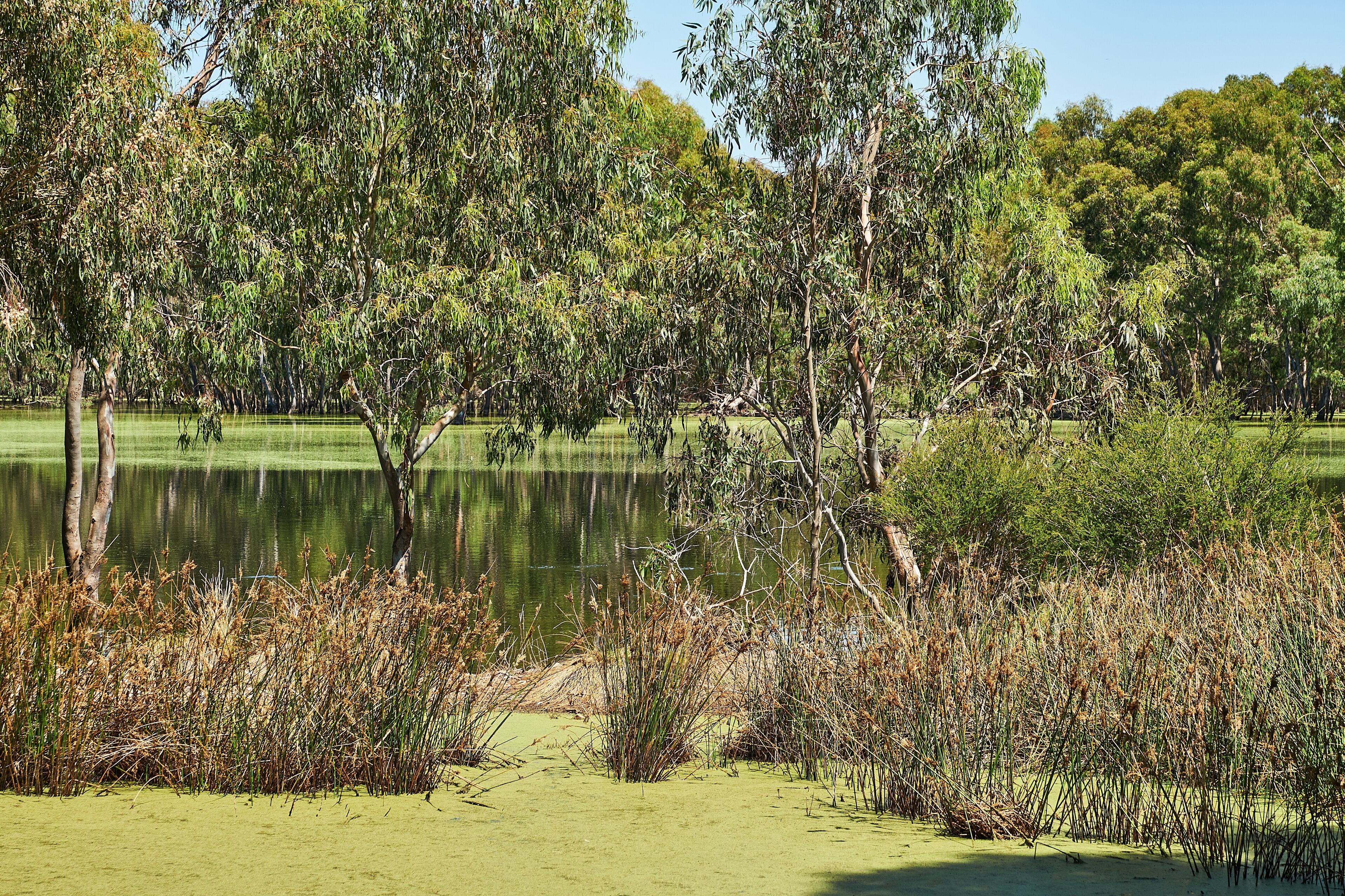 Wildlife Wetlands Sanctuary is located in the open grassy woodlands and wetlands of the volcanic Western Plains in between Melbourne and Geelong, in Lara.