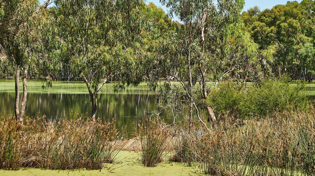 Wildlife Wetlands Sanctuary is located in the open grassy woodlands and wetlands of the volcanic Western Plains in between Melbourne and Geelong, in Lara.