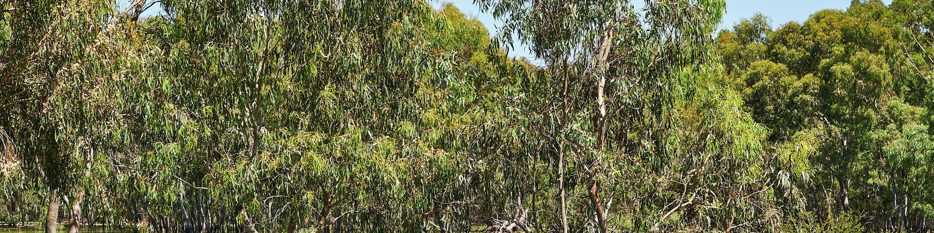 Wildlife Wetlands Sanctuary is located in the open grassy woodlands and wetlands of the volcanic Western Plains in between Melbourne and Geelong, in Lara.