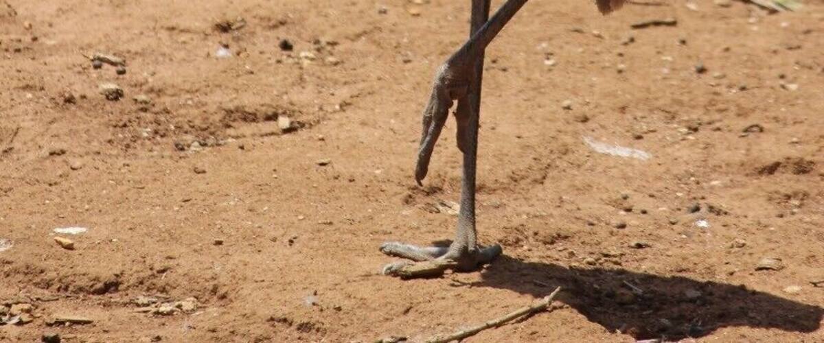 Serendip Sanctuary is a great place to see Emus and Kangaroos in a 'wild' setting. They let many native animals roam free and you can just walk past them. They have a number of bird hides and enclosures where you can also see native animals.
It's free to visit and is close to Lara train station.