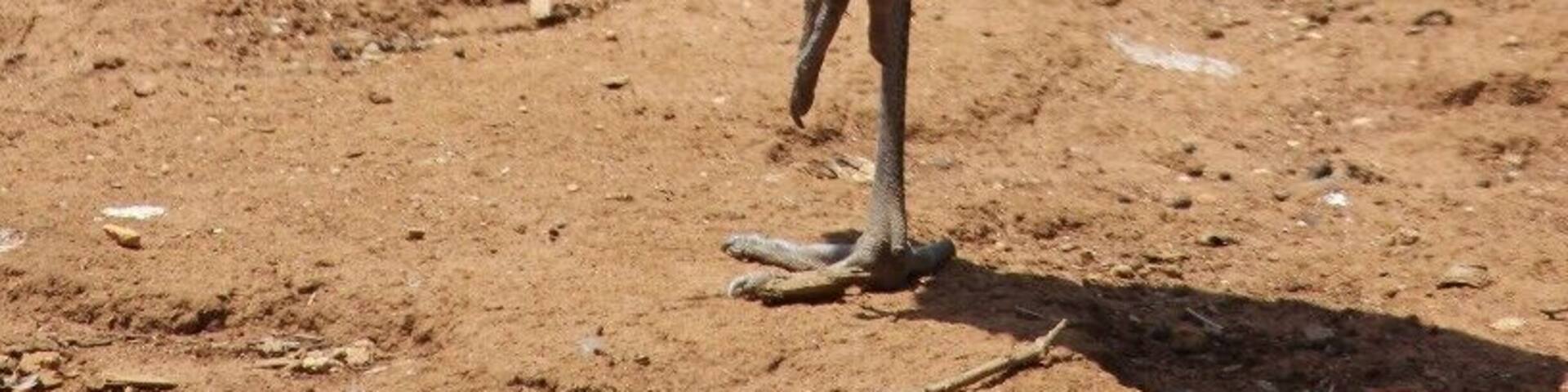 Serendip Sanctuary is a great place to see Emus and Kangaroos in a 'wild' setting. They let many native animals roam free and you can just walk past them. They have a number of bird hides and enclosures where you can also see native animals.
It's free to visit and is close to Lara train station.