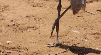 Serendip Sanctuary is a great place to see Emus and Kangaroos in a 'wild' setting. They let many native animals roam free and you can just walk past them. They have a number of bird hides and enclosures where you can also see native animals.
It's free to visit and is close to Lara train station.