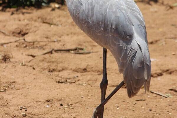 Serendip Sanctuary is a great place to see Emus and Kangaroos in a 'wild' setting. They let many native animals roam free and you can just walk past them. They have a number of bird hides and enclosures where you can also see native animals.
It's free to visit and is close to Lara train station.