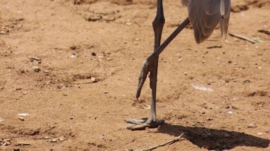 Serendip Sanctuary is a great place to see Emus and Kangaroos in a 'wild' setting. They let many native animals roam free and you can just walk past them. They have a number of bird hides and enclosures where you can also see native animals.
It's free to visit and is close to Lara train station.