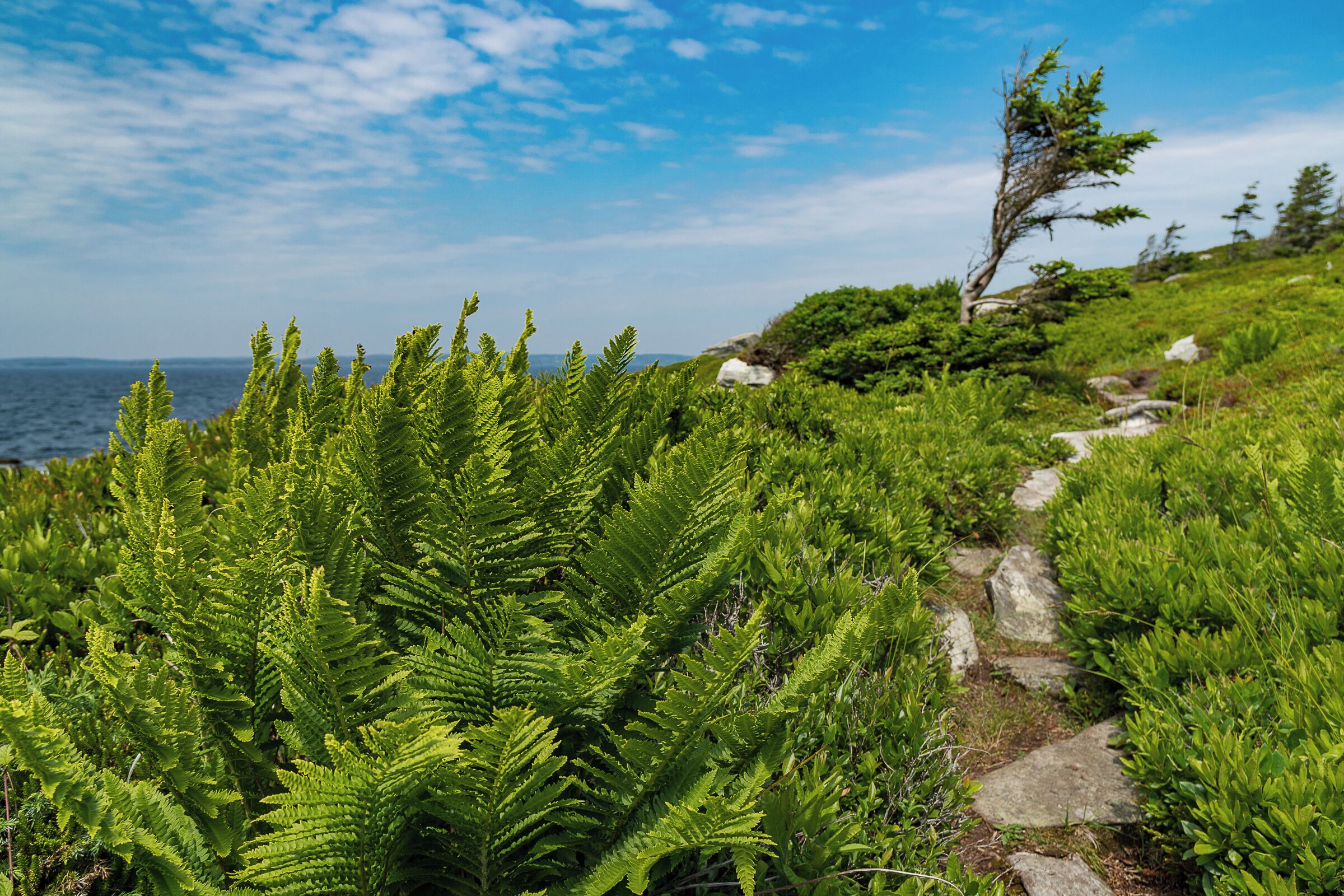 A coastal path with ferns and a tree.