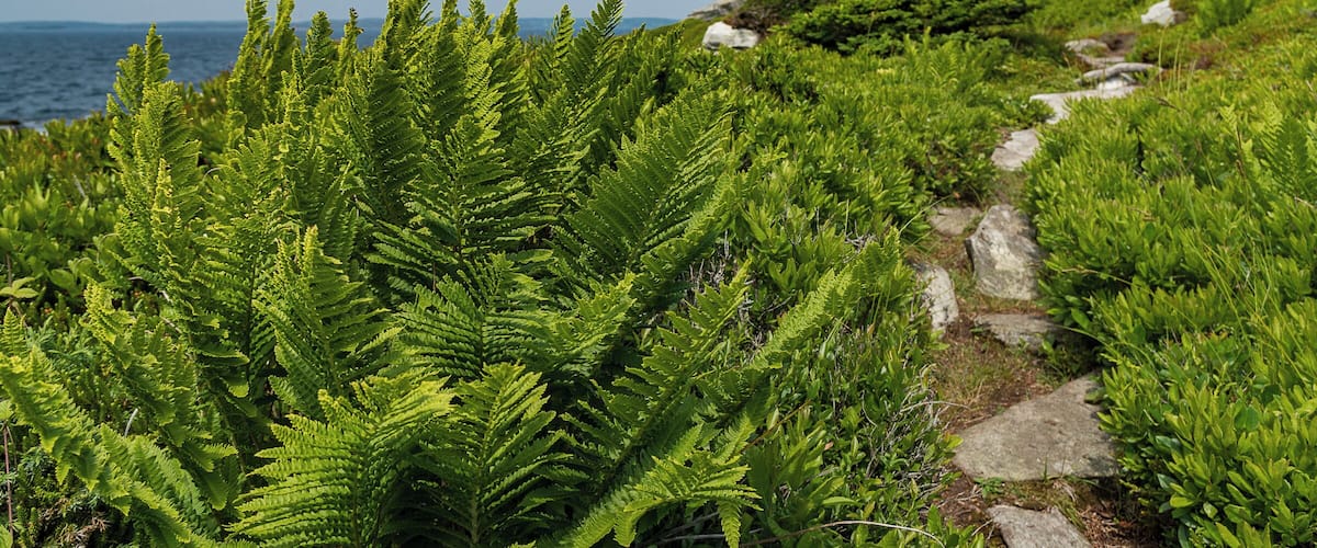 A coastal path with ferns and a tree.