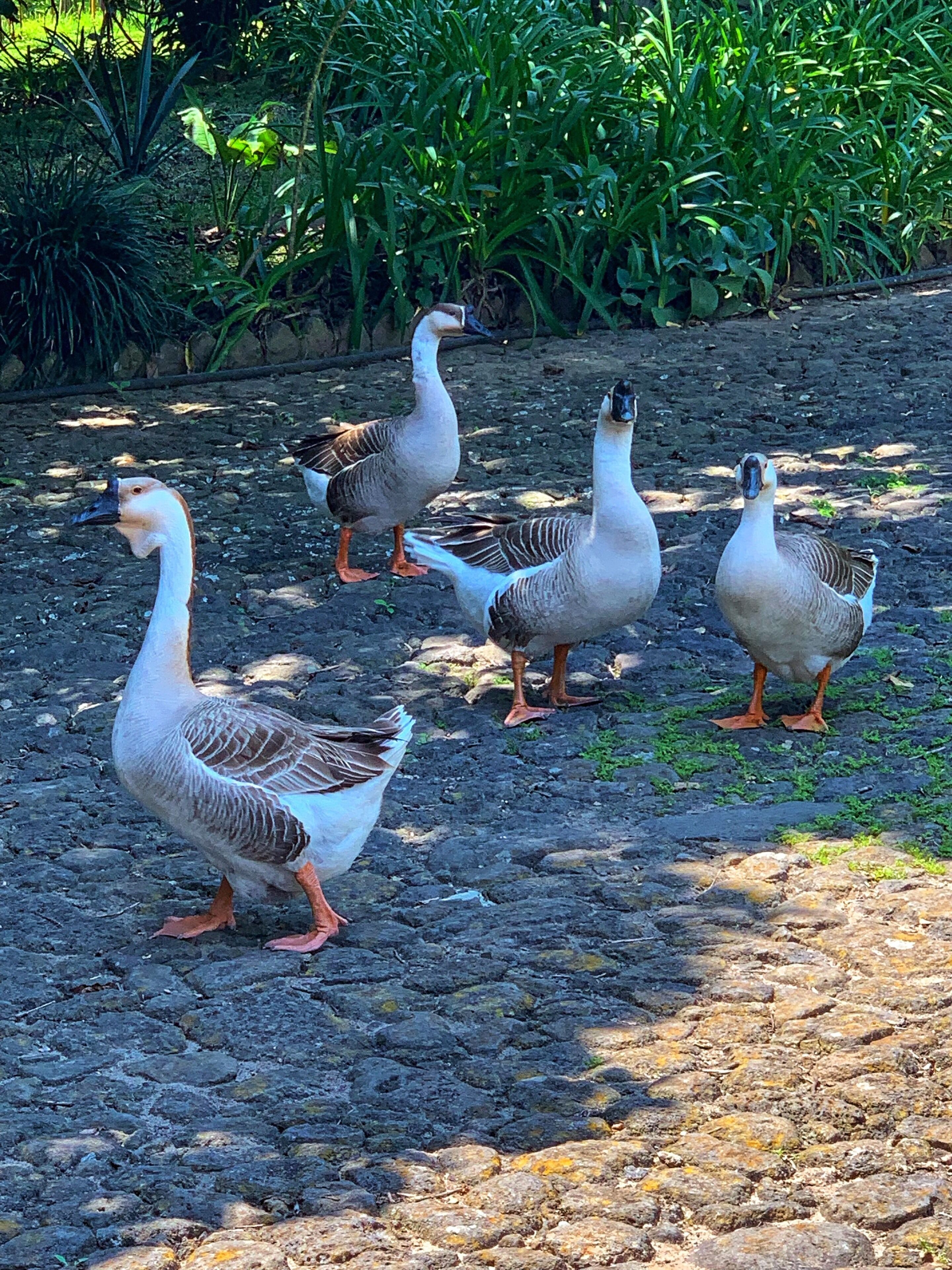 Geese will great you at Ex-hacienda El Lencero #lifeatexpedia #tlotravel #xalapa #exhaciendaellencero