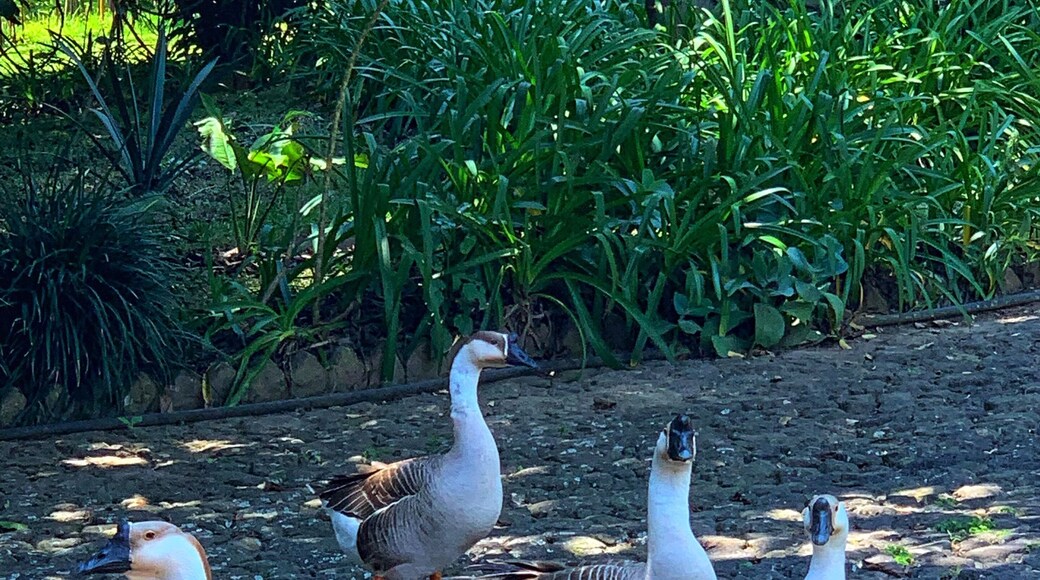 Geese will great you at Ex-hacienda El Lencero #lifeatexpedia #tlotravel #xalapa #exhaciendaellencero