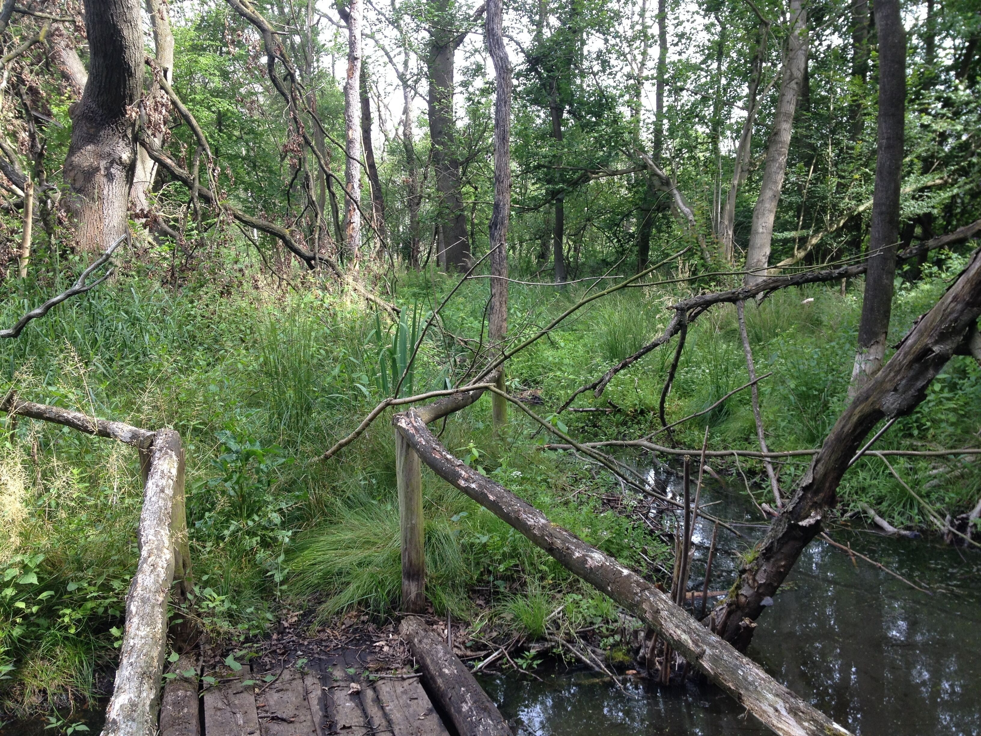 Jütrichauer Busch; Hakengraben im Juni