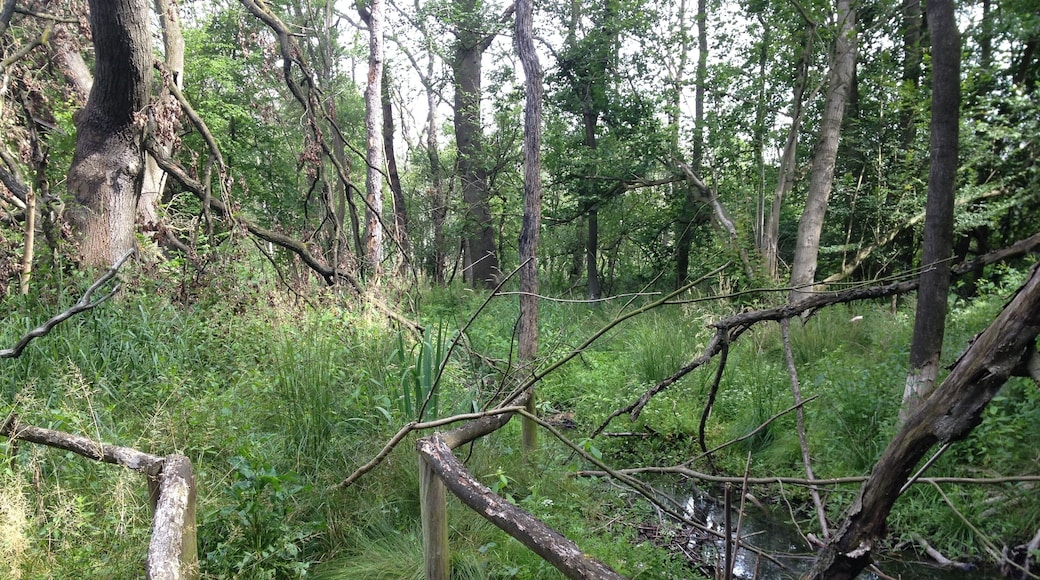 Jütrichauer Busch; Hakengraben im Juni