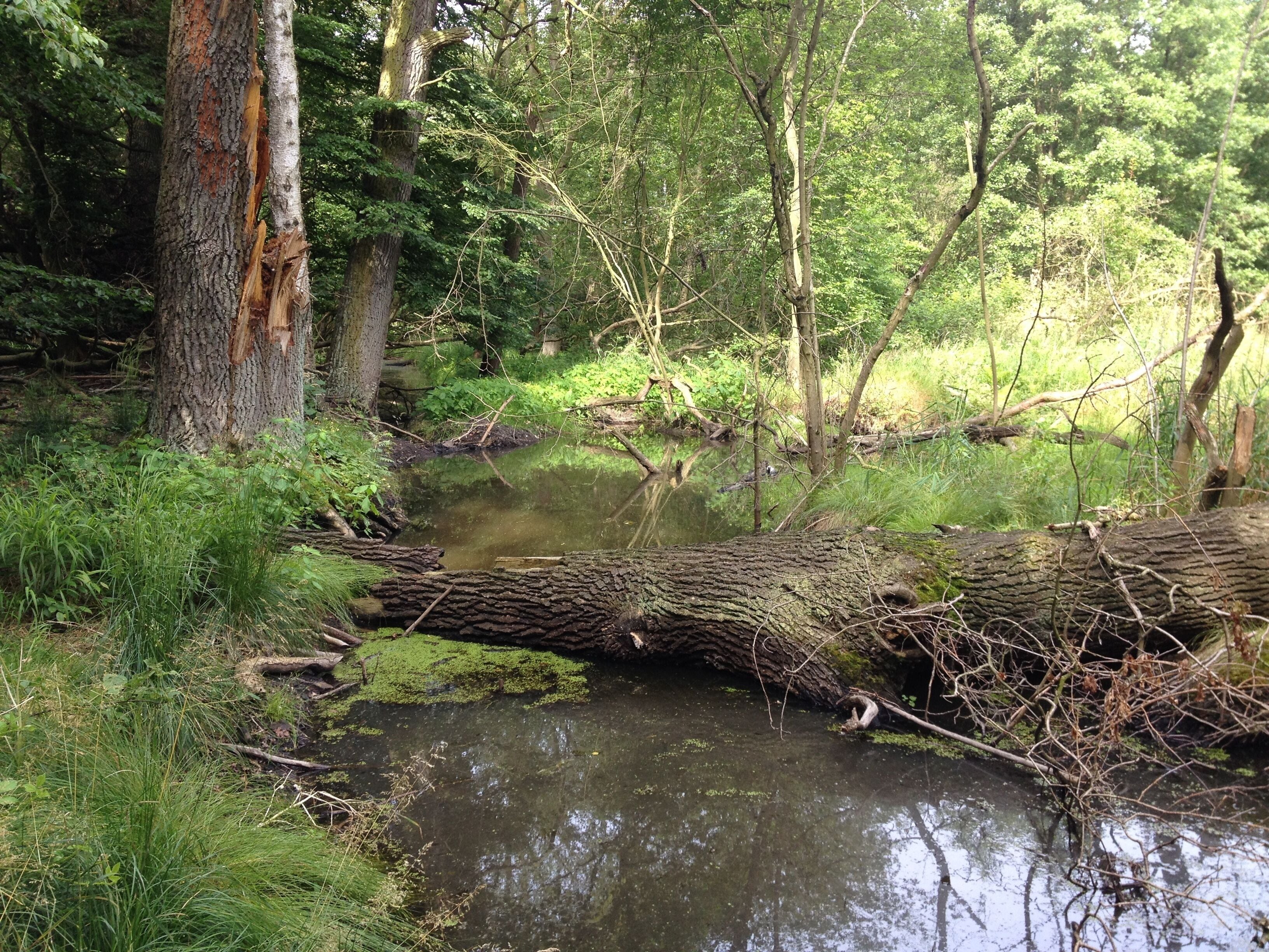 Jütrichauer Busch; Hakengraben im Juni
