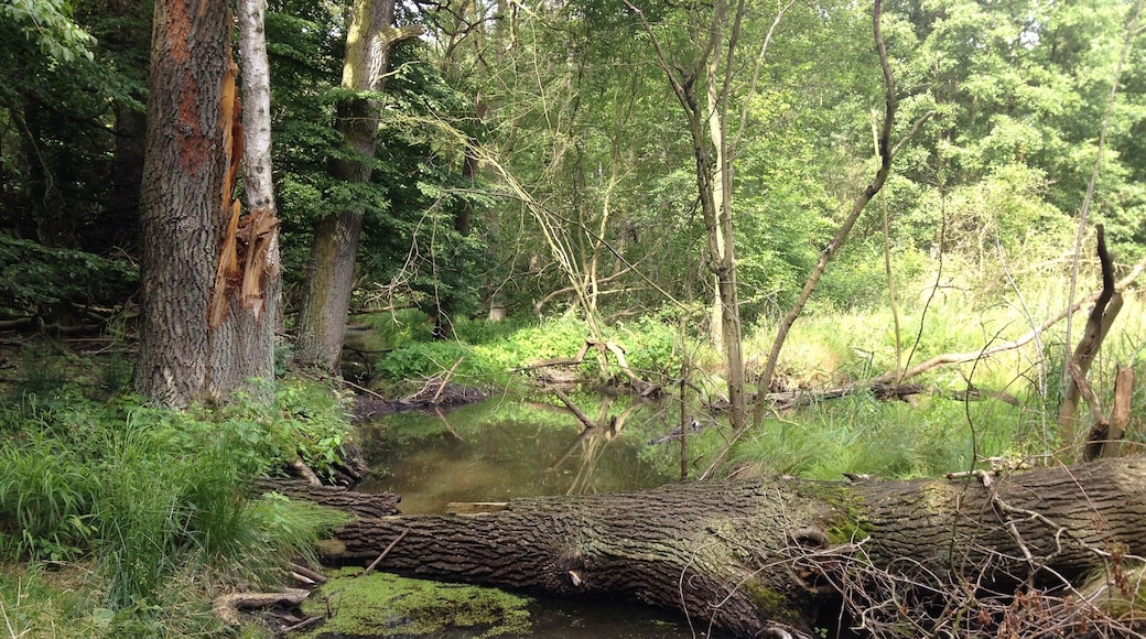 Jütrichauer Busch; Hakengraben im Juni