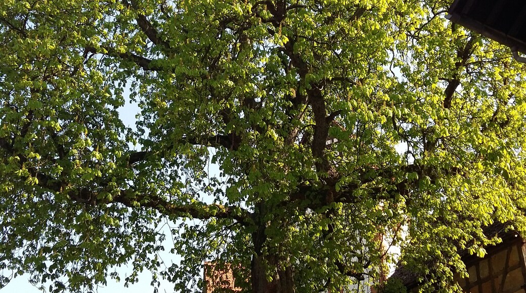 Naturdenkmal Kasanie am Pfarrberg in Brensbach-Werasu, Odenwaldkreis, Hessen, Deutschland (von Nord-Westen)