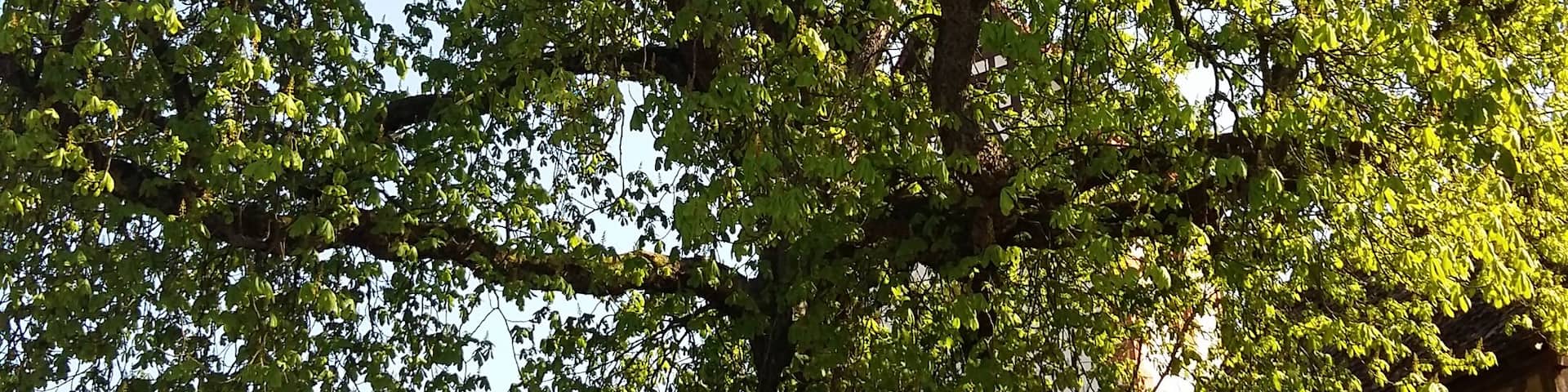 Naturdenkmal Kasanie am Pfarrberg in Brensbach-Werasu, Odenwaldkreis, Hessen, Deutschland (von Nord-Westen)