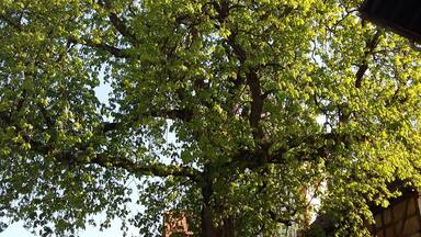 Naturdenkmal Kasanie am Pfarrberg in Brensbach-Werasu, Odenwaldkreis, Hessen, Deutschland (von Nord-Westen)