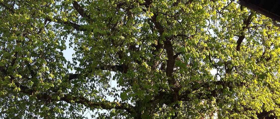 Naturdenkmal Kasanie am Pfarrberg in Brensbach-Werasu, Odenwaldkreis, Hessen, Deutschland (von Nord-Westen)