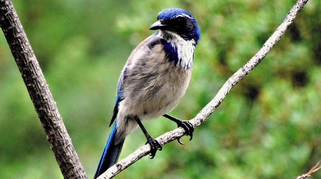 I couldn't get enough of watching some brightly colored blue jays flittering around as if they were playing a game of tag.
http://www.liferidingshotgun.com/2015/05/californias-national-parks-monuments.html