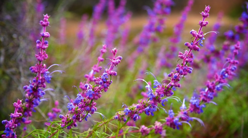 Pinnacles National Park showing wildflowers